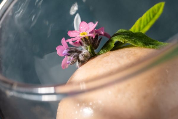 STRAWBERRY CREAM WITH PINE HONEY AND LEMON VERBENA